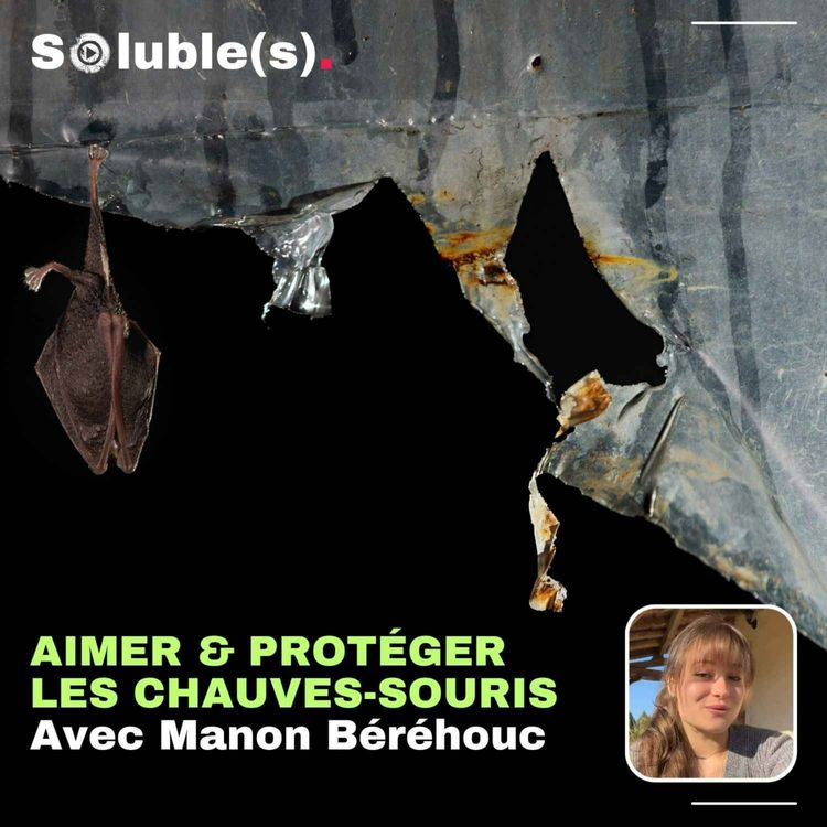 cover art for Aimer et protéger les chauves-souris - Avec Manon Béréhouc