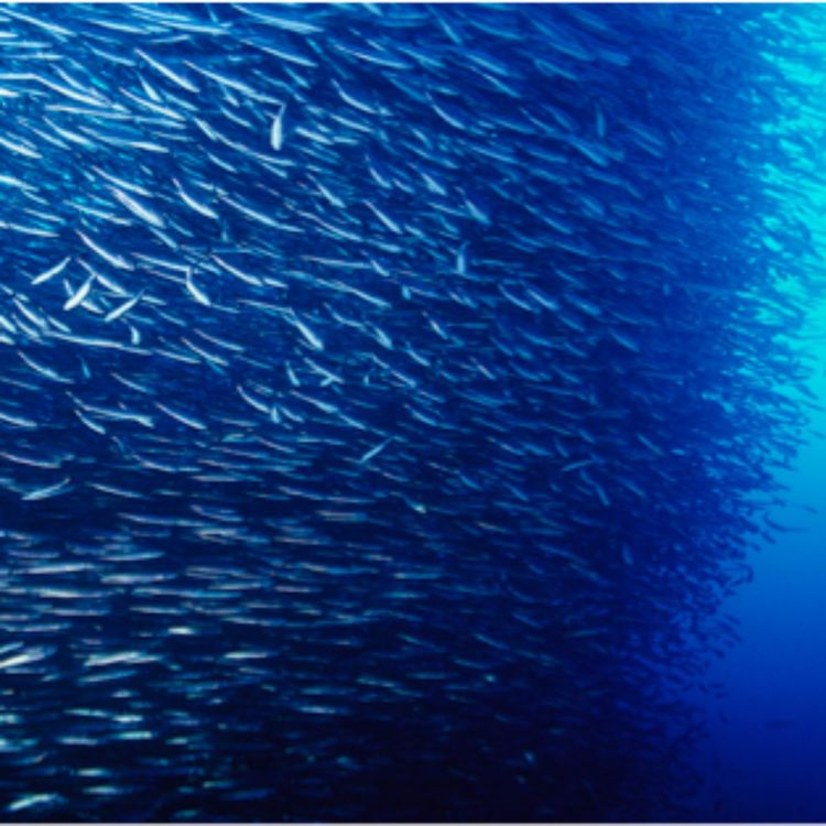 cover art for S01-E02-FALLACY OF DIVISION مغلطه تفکیک