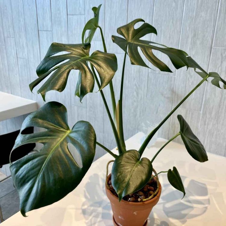 cover art for I'm not a chef but I probably have ADHD