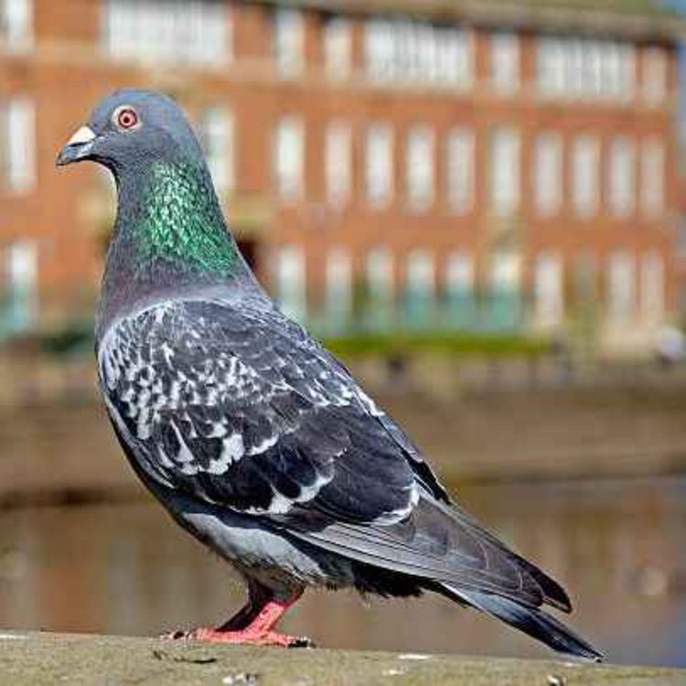 cover art for Pigeon-gate: Can our local MP's stay in office?