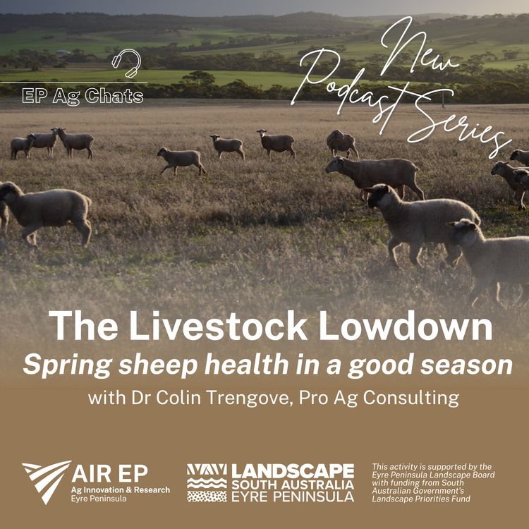 cover art for The Livestock Lowdown - Spring sheep health in a good season