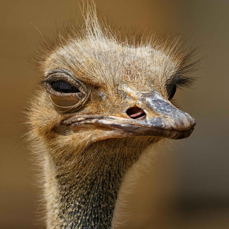cover art for RFK Jr. and Dr. Oz Help B.C. Ostriches Go Viral