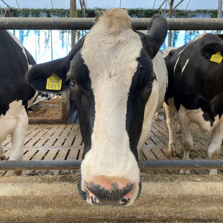 cover art for Dairy and Trump: The Art of The Veal