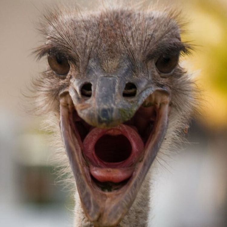 cover art for Ostrich Hostage Sausage