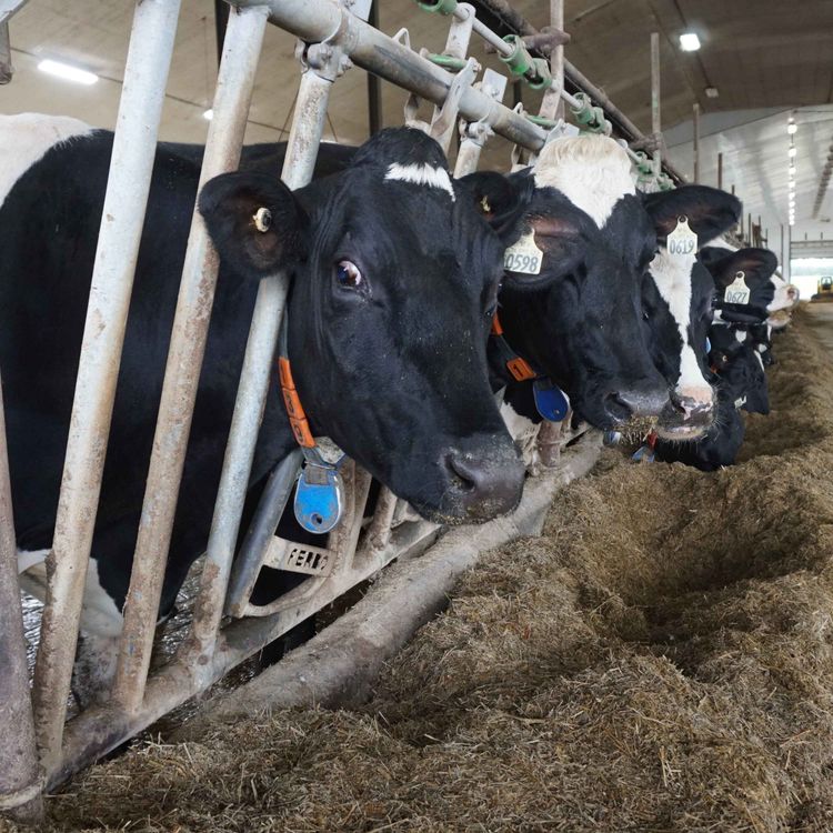 cover art for Why it's Illegal to Spy on Cows in Ontario