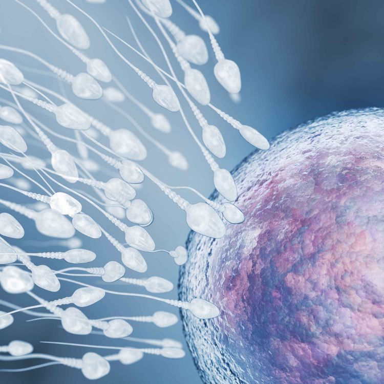 cover art for Cash for Eggs — Canada’s Fertility Industry Secret
