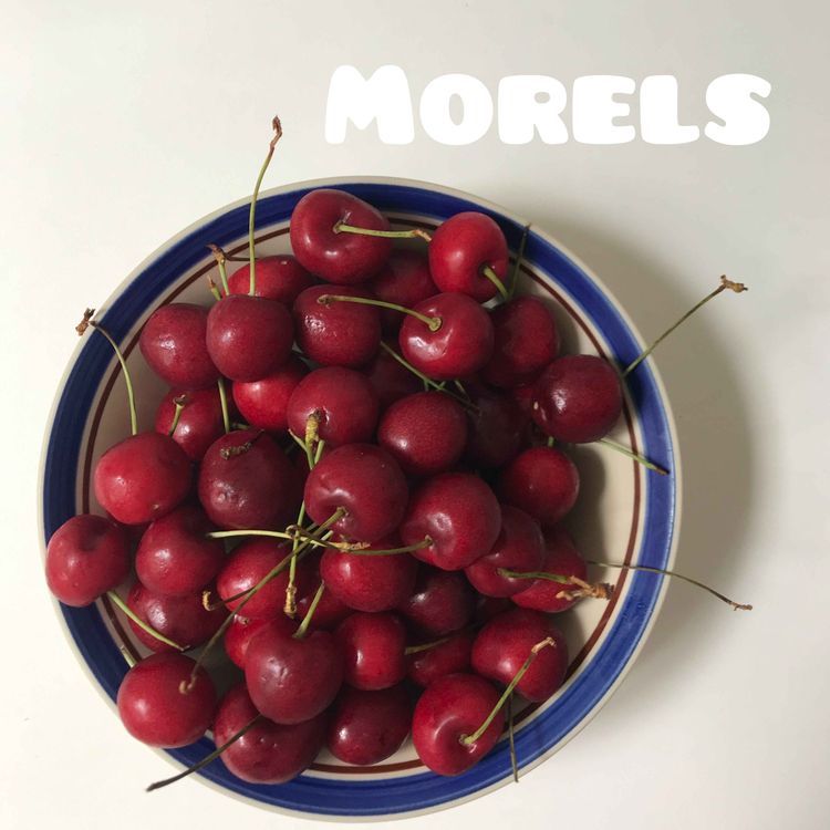 cover art for Morels