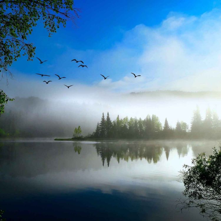 cover art for Det verkliga naturljudet đČđČ