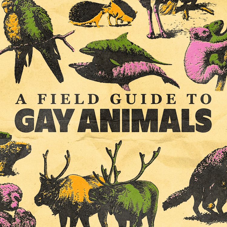 cover art for Coming Soon: A Field Guide To Gay Animals (Official Trailer)