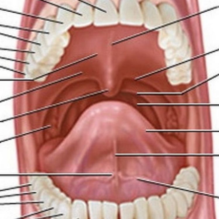 cover art for Der SCHLUND ist ein trichterförmiger Raum, der den Übergang zwischen hinterer Mundhöhle und Speiseröhre bildet