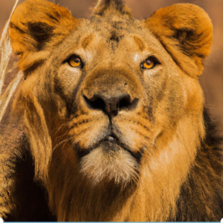 cover art for La Saison du Lion 2023