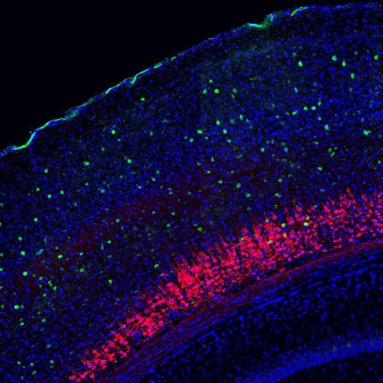 cover art for Lisa Schmors: Neurone, die auf Star Wars starren