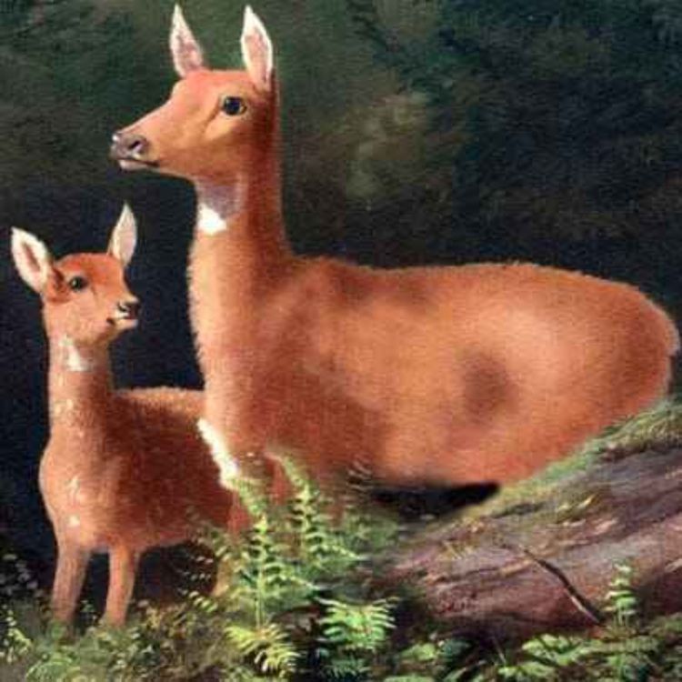 cover art for Audiolibro: La gama ciega — Horacio Quiroga