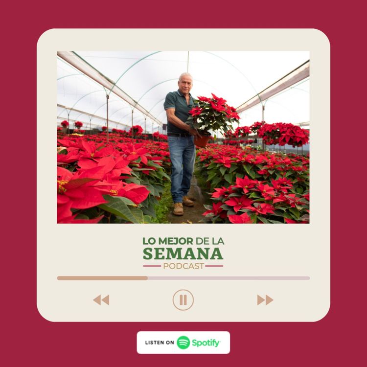 cover art for El INIFAP trabaja desde el 2010, en el mejoramiento genético de la nochebuena