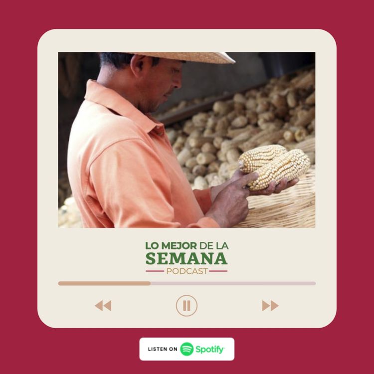 cover art for Garantizado el abasto de maíz blanco en Puebla