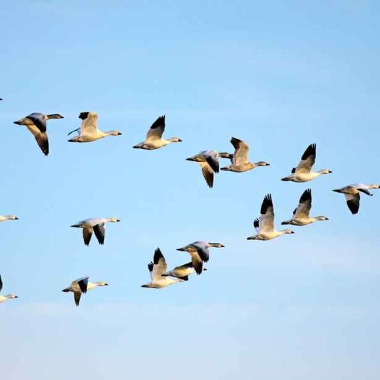 cover art for Migration des oiseaux