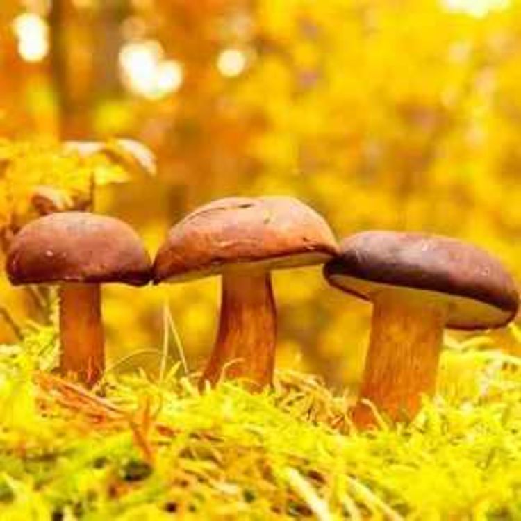 cover art for Champignons