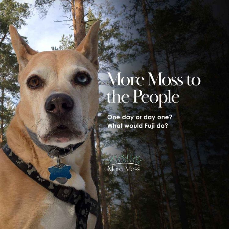 cover art for One day or day one? What would Fuji do? 