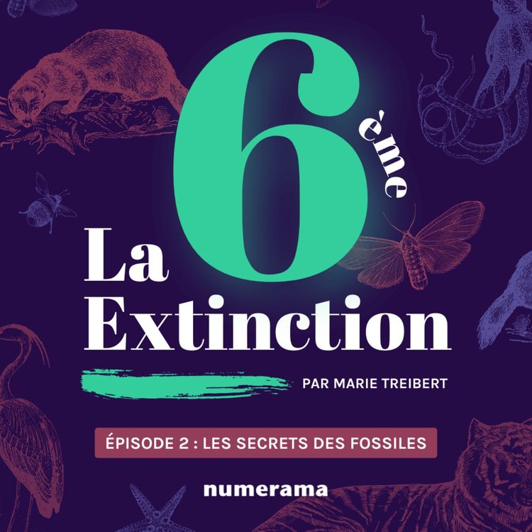 cover art for Épisode 2 : Les secrets des fossiles