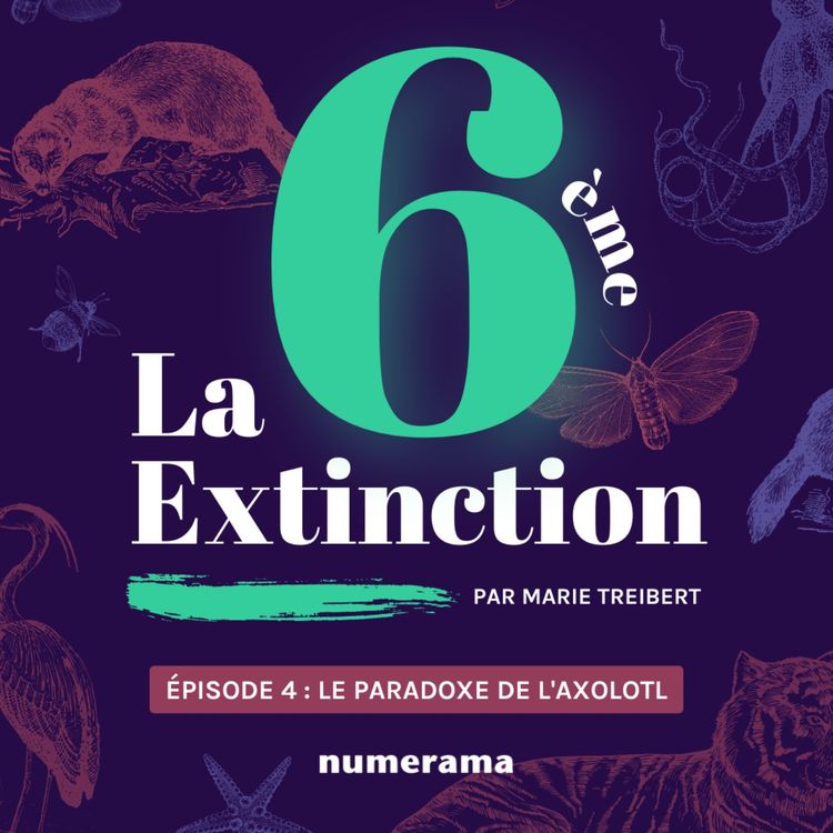 cover art for Épisode 4 : le paradoxe de l'axolotl