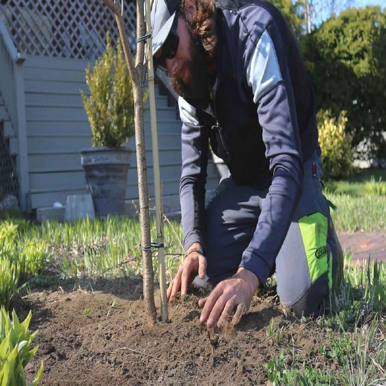 cover art for tree planting services near me