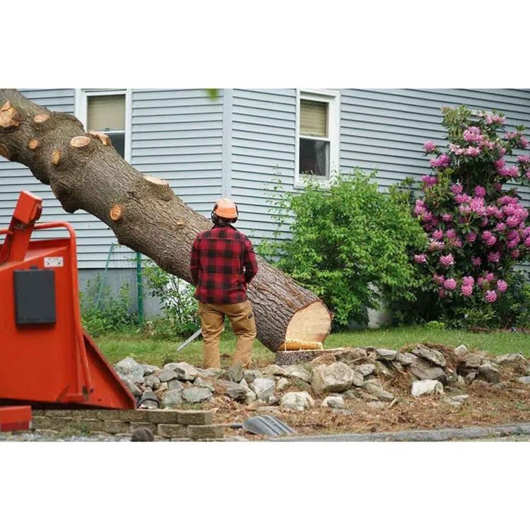 cover art for Stump Grinding Griswold CT