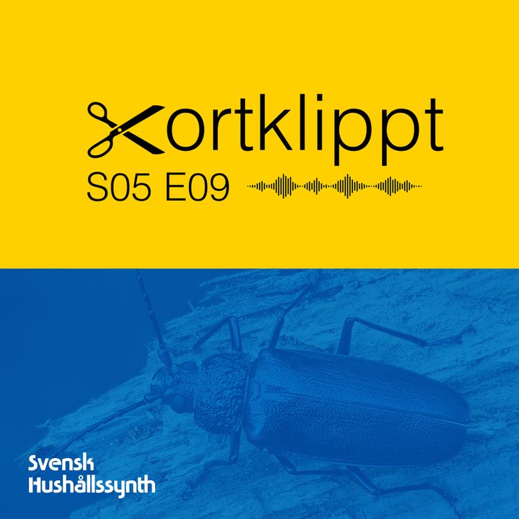 cover art for #98 Esoteriska synthar och syntetiska Klavertramp