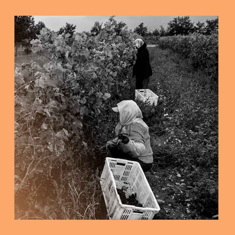 cover art for Grape expectations: Chinese wine may be finer than you think