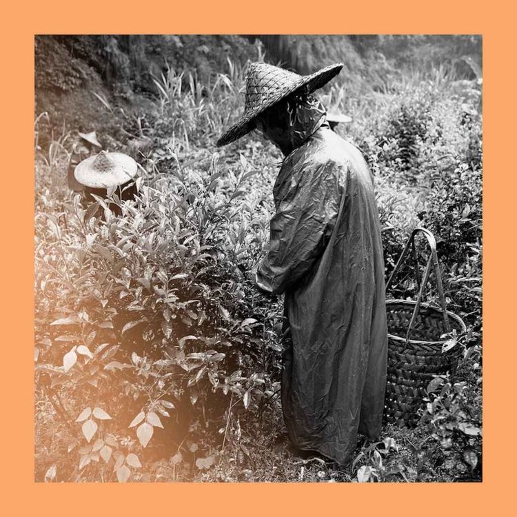 cover art for All the tea in China: why Lapsang Souchong is disappearing