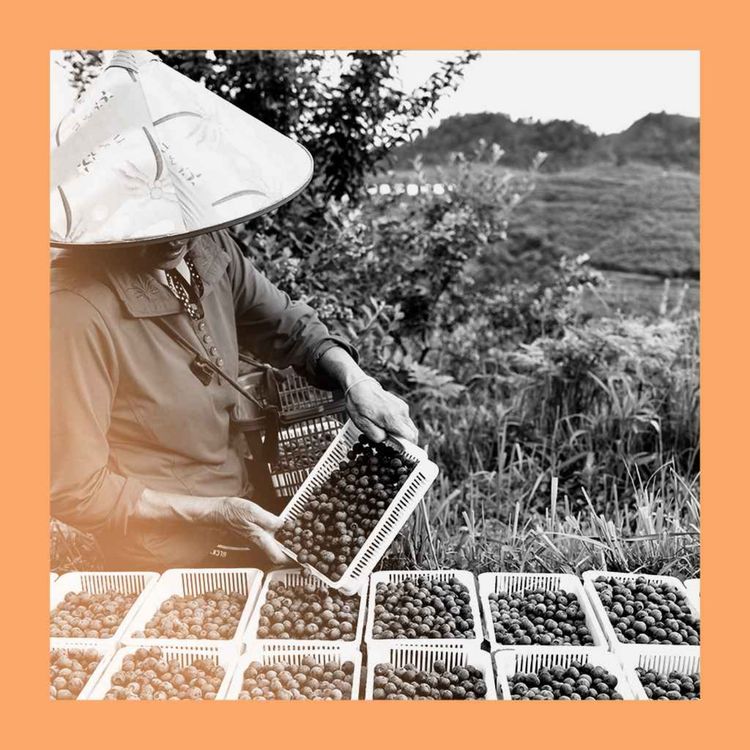 cover art for The Californication of Chinese diets