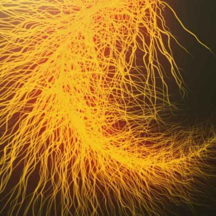 cover art for Hacia una Universidad de bajo consumo 2a. parte