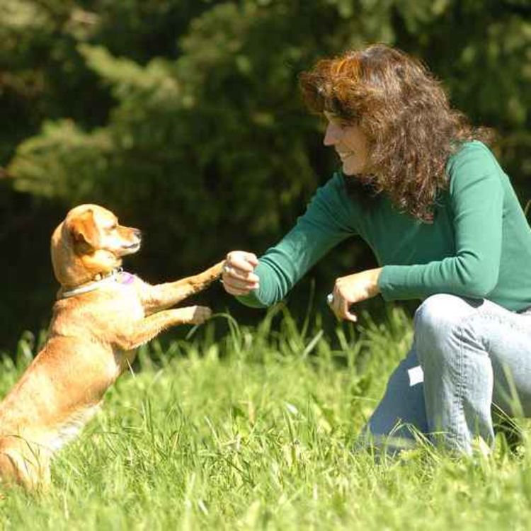 cover art for Paloma Bärtschi talks with the animals and shares her story of connection - a delightful conversation