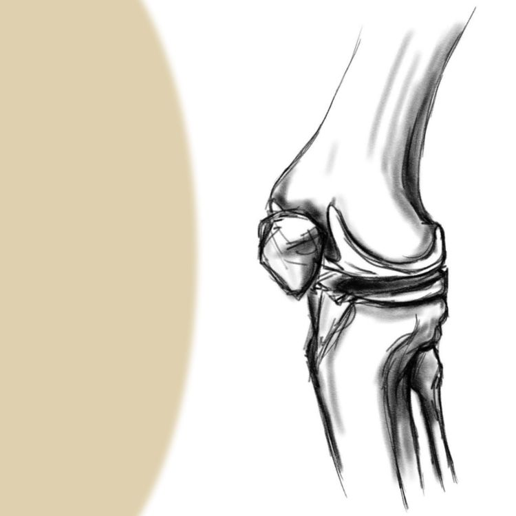 cover art for Kniegelenk | Bandapparat, Kapsel und Bursae