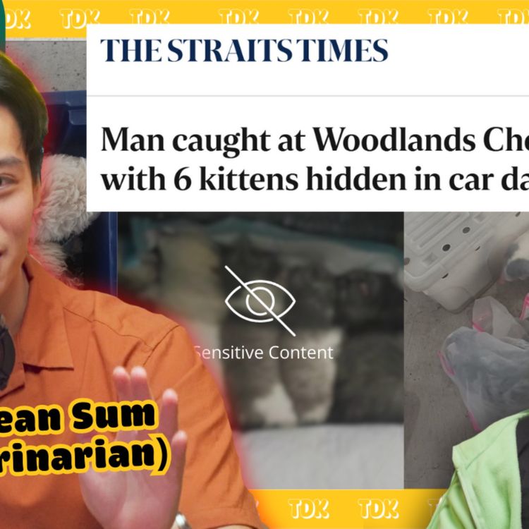 cover art for Kittens STUFFED into Car Dashboards?! (Singapore's Animal Smuggling Problem)