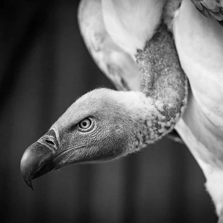 cover art for El fuego 🔥 que no se apagará 