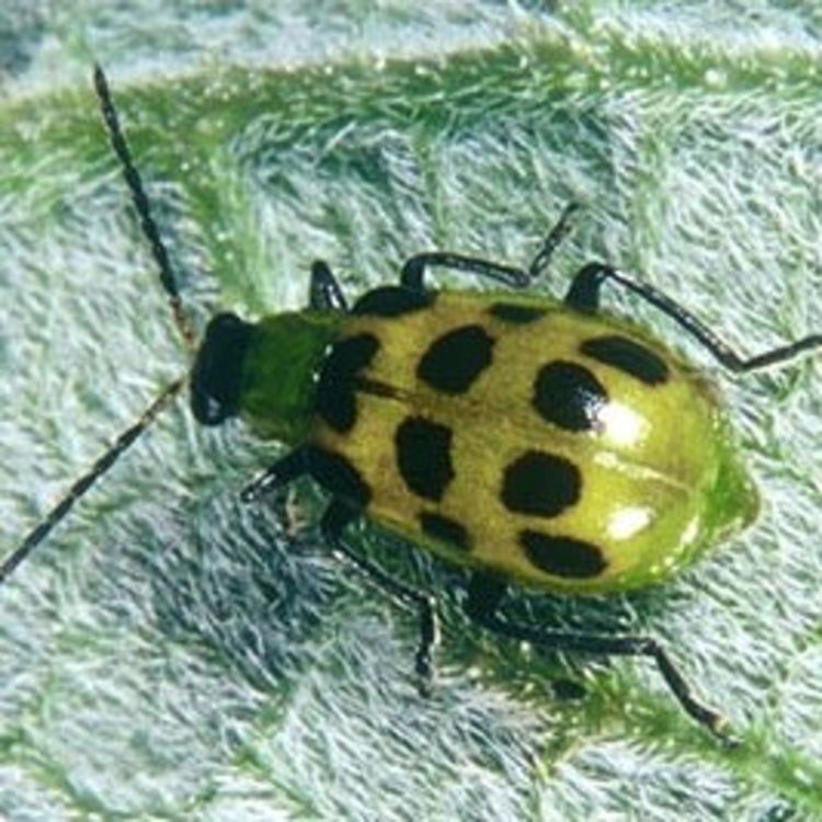 cover art for A random bug I found