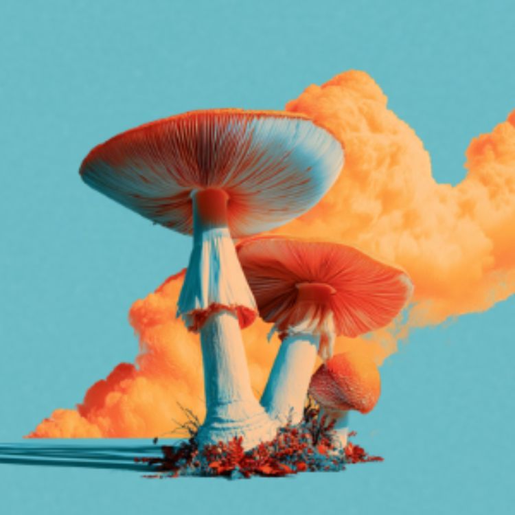 cover art for The Magical World of Mushrooms