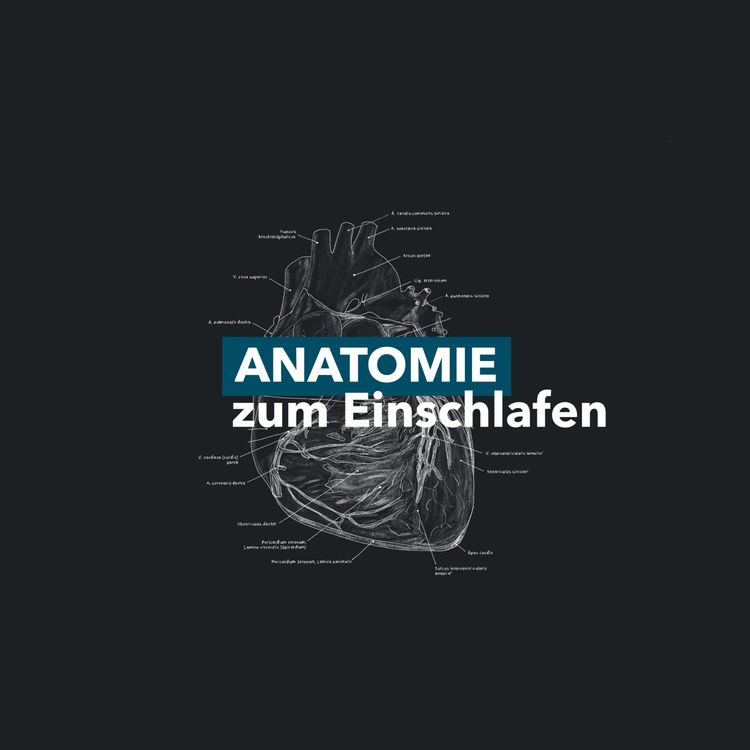 cover art for Untere Extremität - Dorsale Oberschenkelmuskulatur