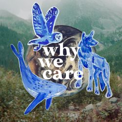 cover art for Why We Care