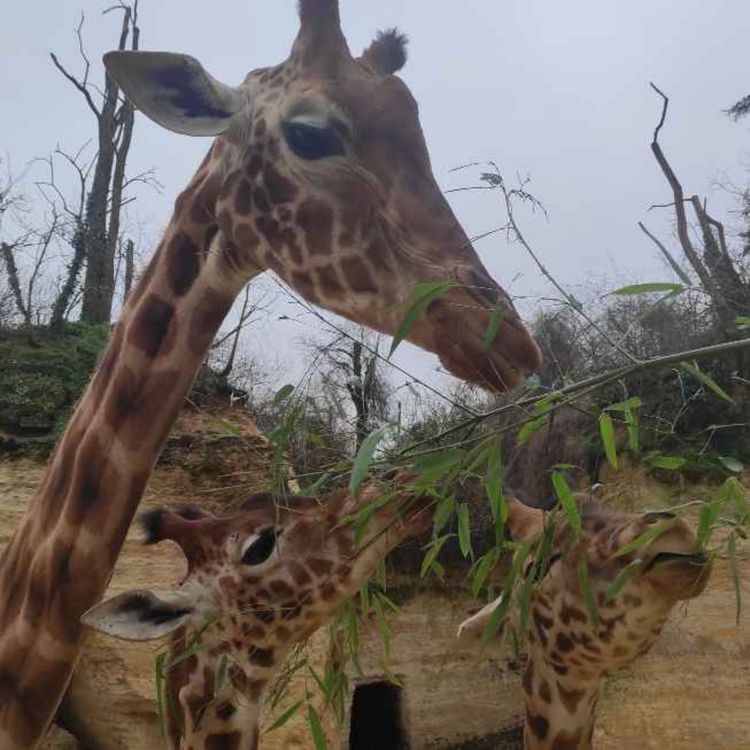 cover art for LE MICRO EN MAIN : Immersion au Bioparc de Doué-la-Fontaine