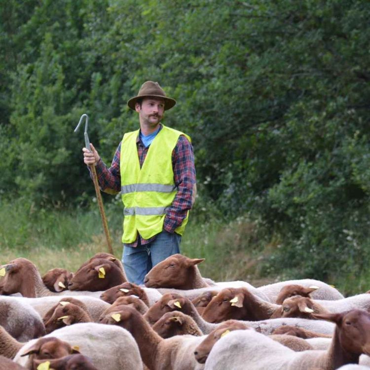 cover art for LE MICRO EN MAIN : Rencontre avec un berger qui redonne vie aux terres oubliées