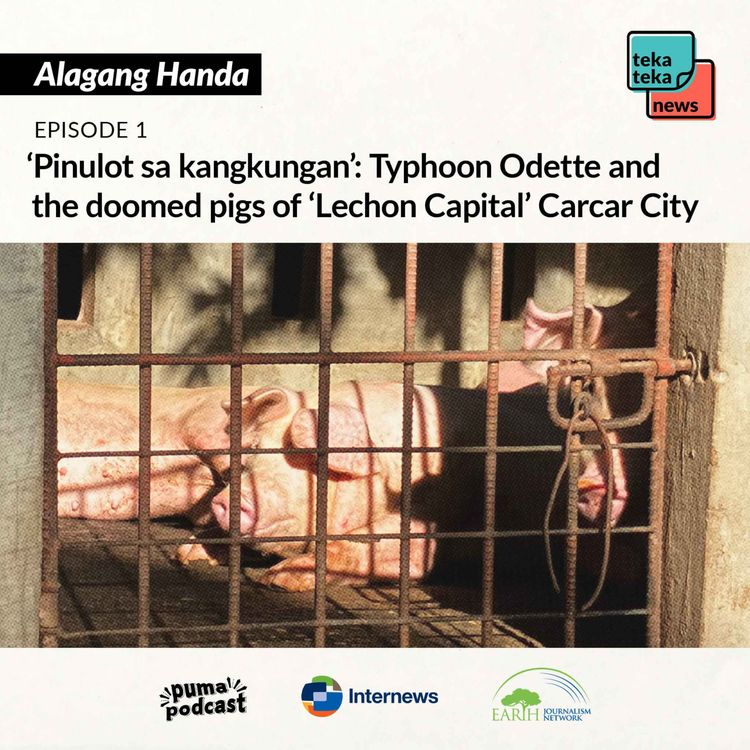 cover art for ‘Pinulot sa kangkungan’: Typhoon Odette and the doomed pigs of ‘Lechon Capital’ Carcar City