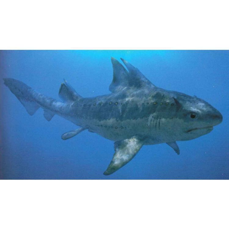 cover art for Hybodus, the Crooked Tooth