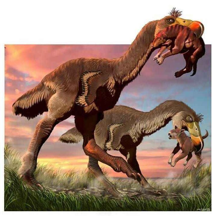 cover art for Phorusrhacos, the Wrinkle Bearer