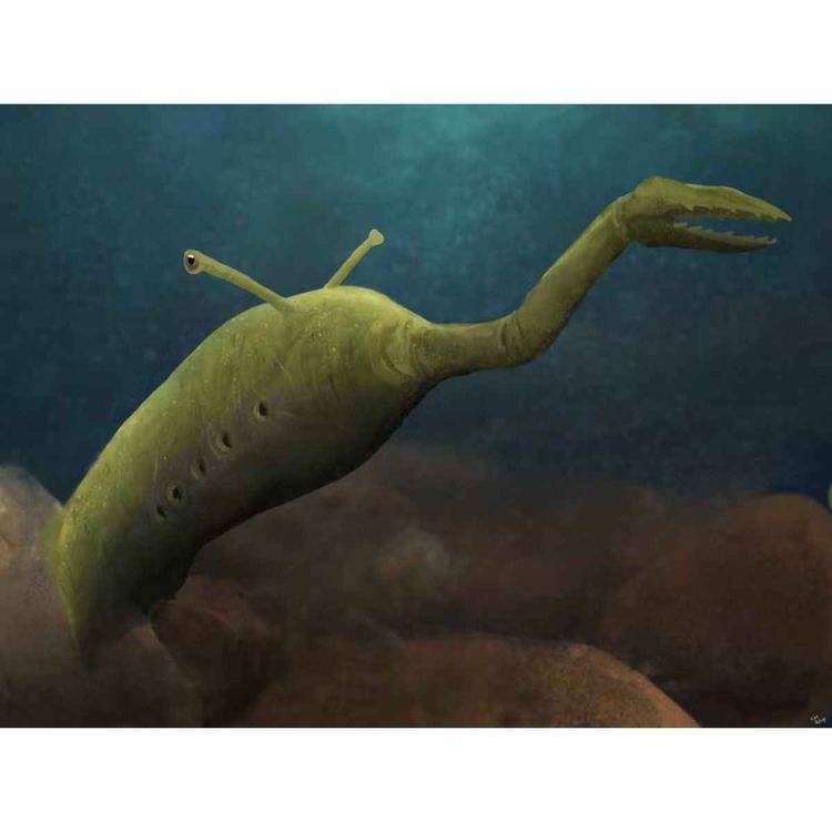 cover art for Tullimonstrum, the Monster of Francis Tully