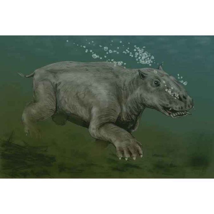 cover art for Paleoparadoxia, the Ancient Enigma