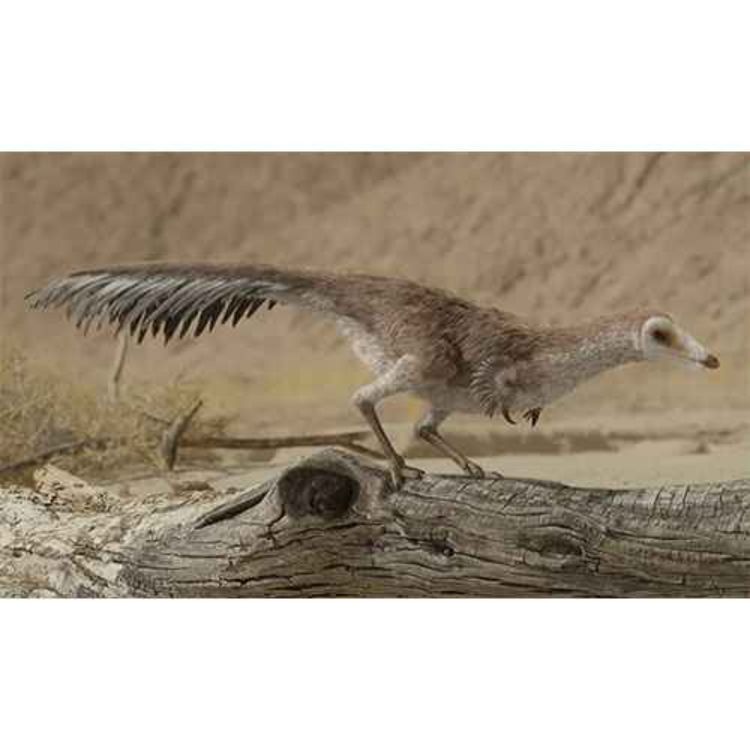 cover art for Mononykus, the Single-Clawed One