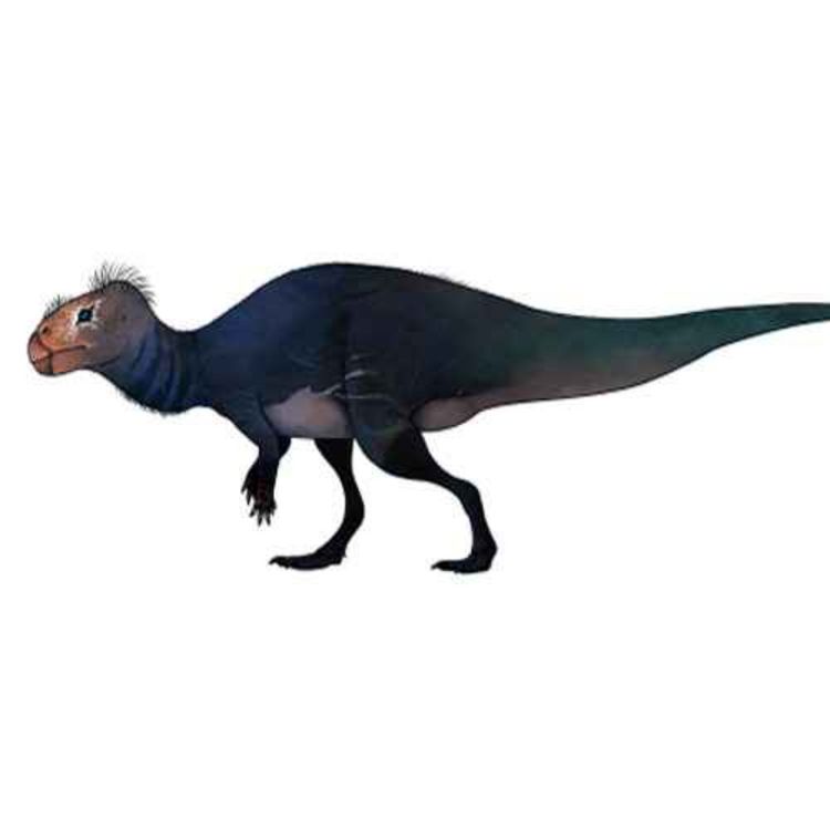 cover art for Rhabdodon, the Fluted Tooth