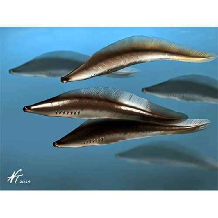 cover art for Haikouichthys, the Fish from Haikou District, in Kunming China