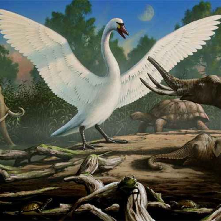 cover art for Cygnus falconeri, the Giant Swan